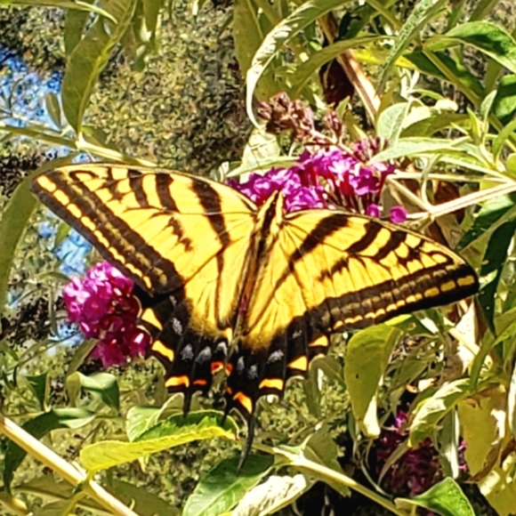 Meet your Posher, Leslie - Picture 1 of 4